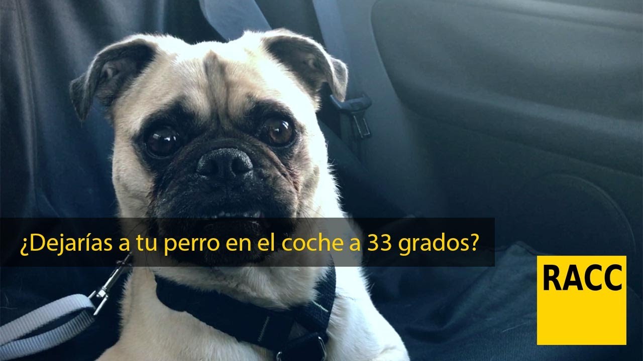 ¿Dejarías a tu perro en el coche a 33 grados?