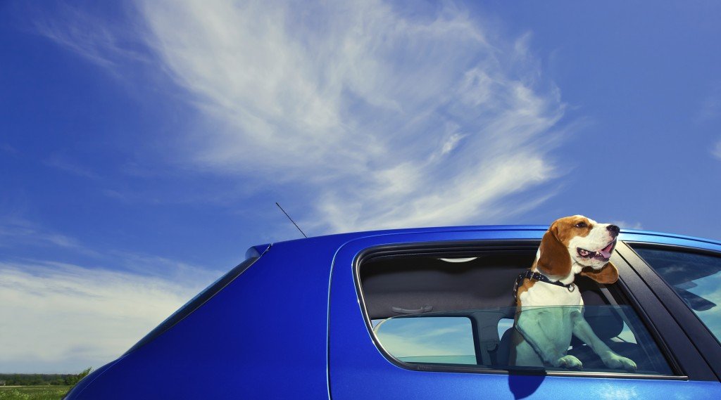 The cute beagle travels in the blue car.