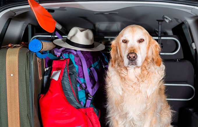 viaje con nuestro perro