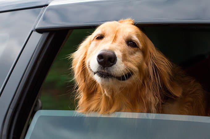 viajar con mi mascota