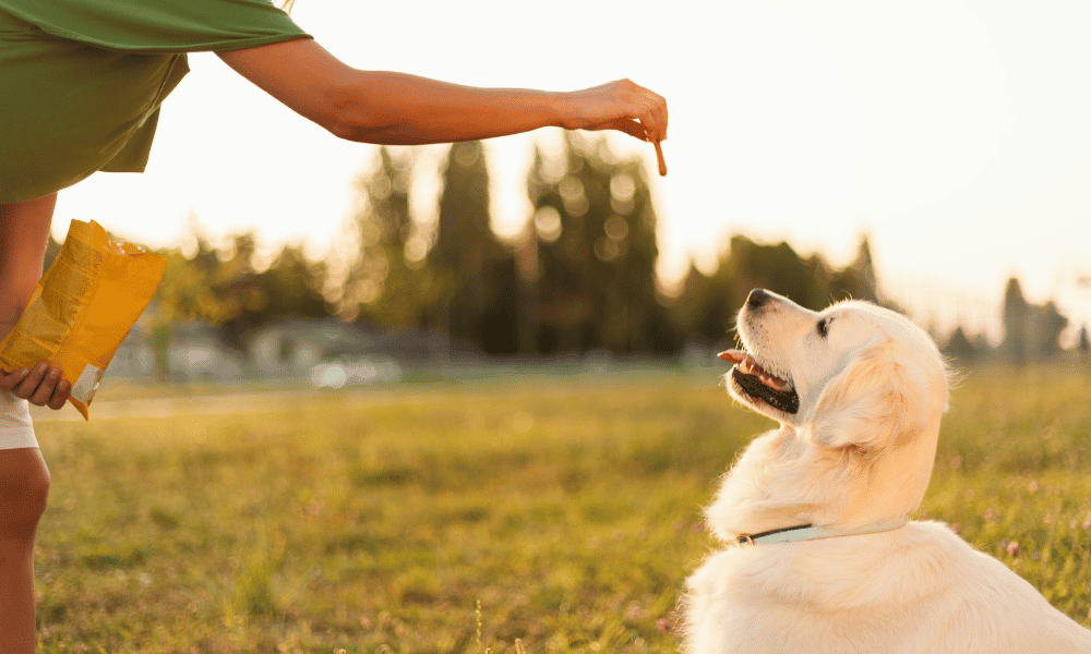 Consejos para Viajar con Mascotas