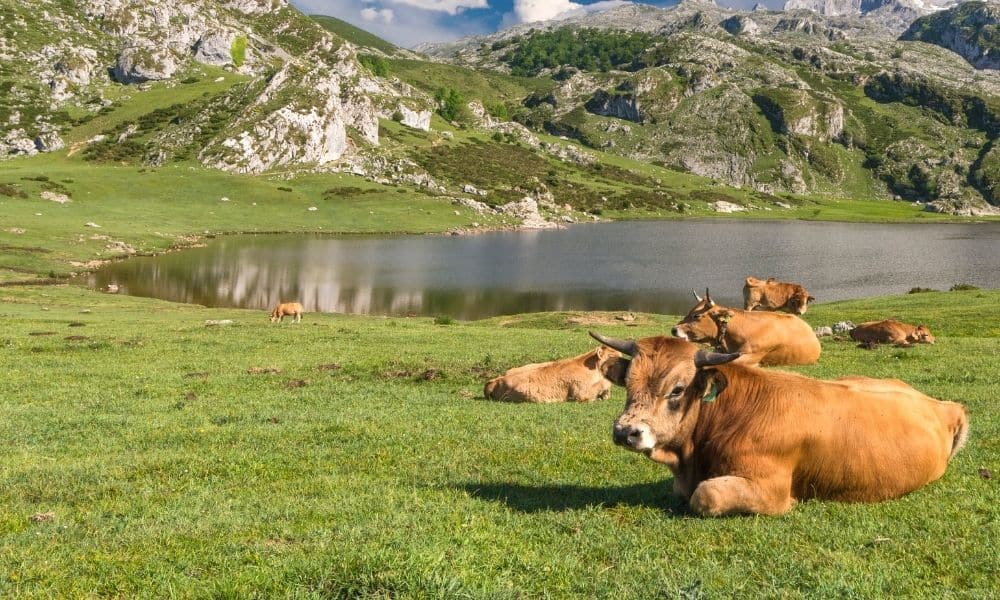 Excursiones Picos de Europa con niños