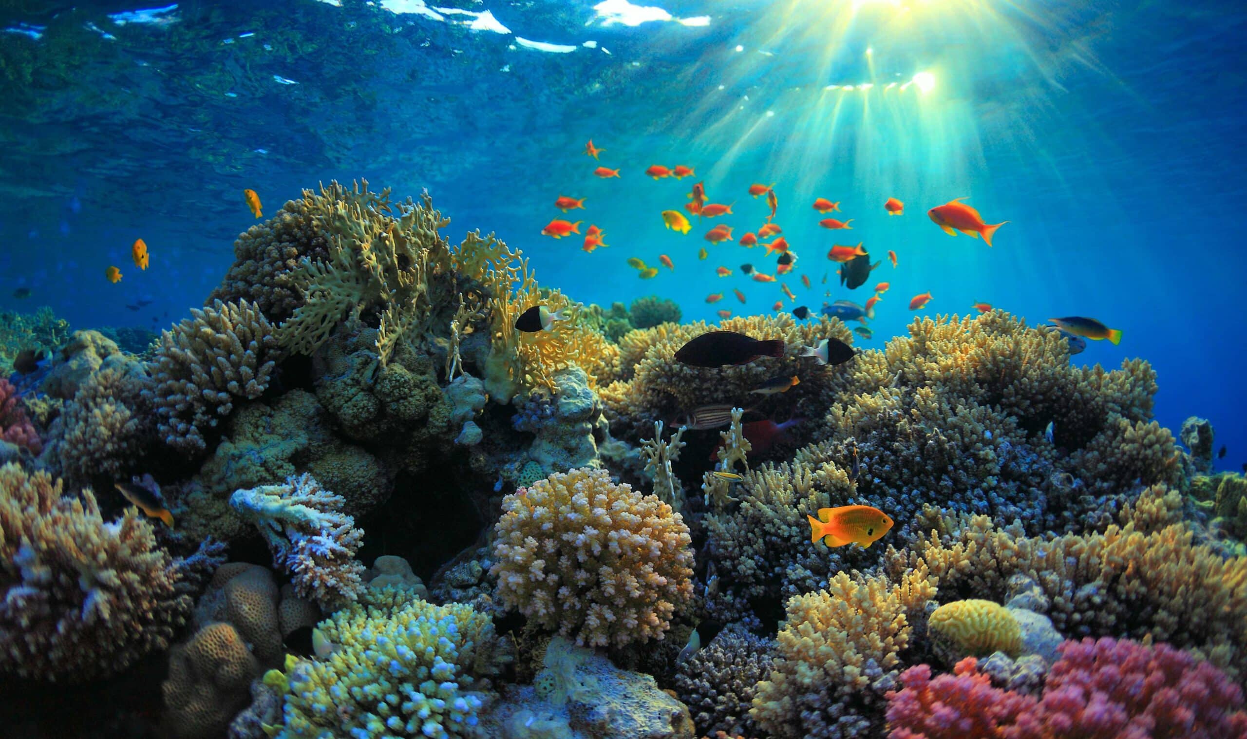 arrecifes espectaculares del mundo
