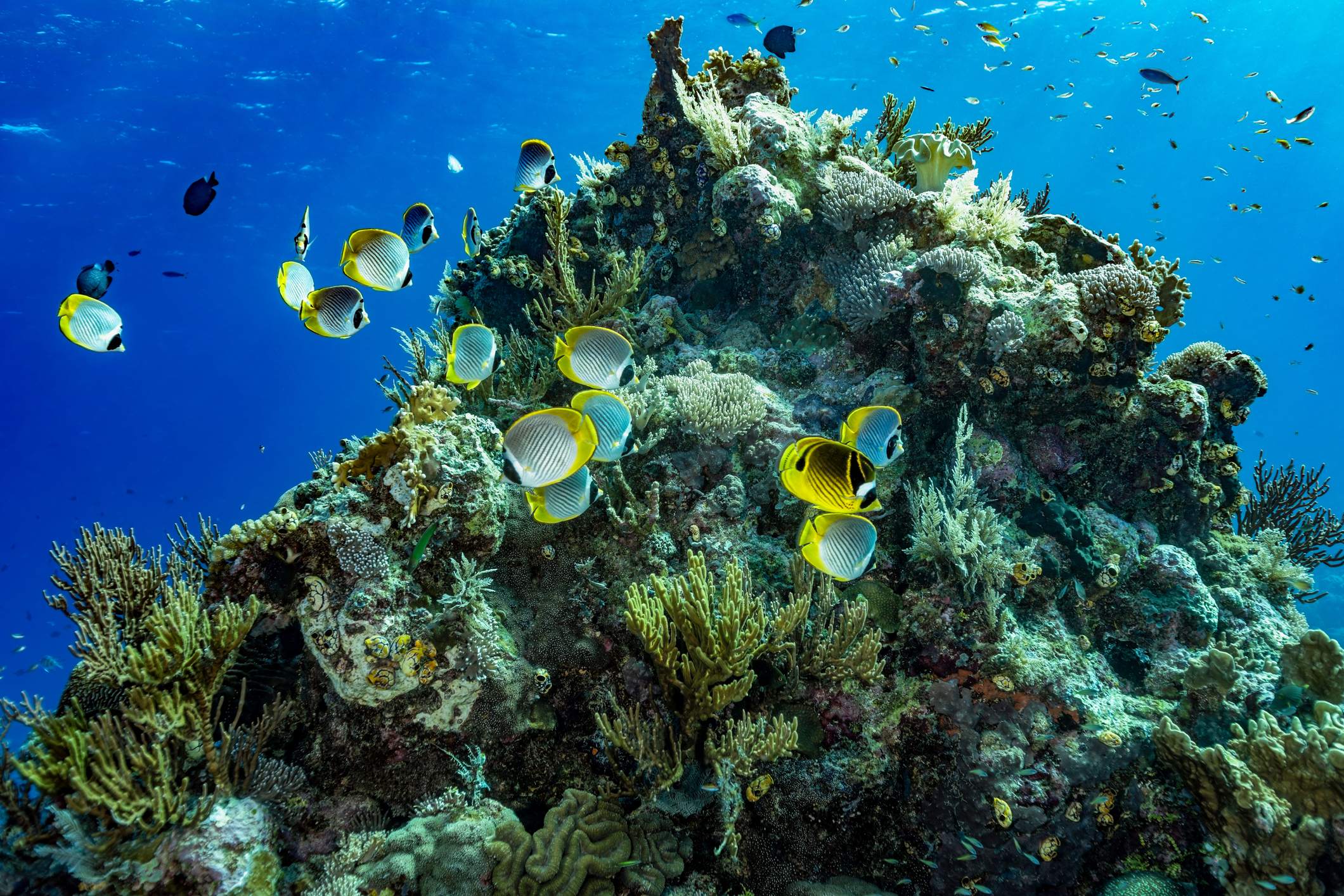 arrecifes de coral más espectaculares del mundo