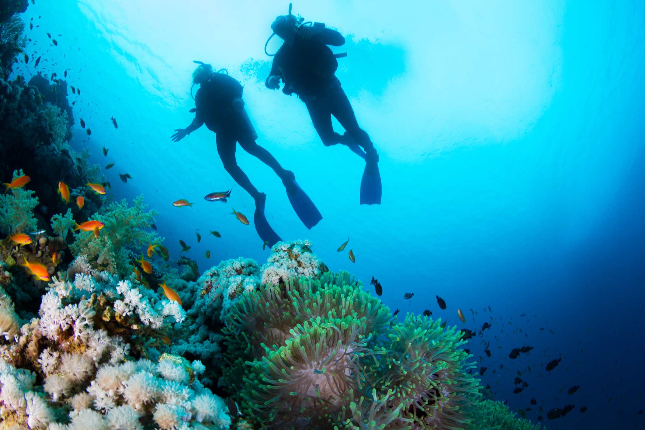 Arrecifes de coral más impresionantes del mundo