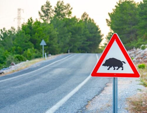 Colisión con animales cinegéticos: qué es y cómo afecta al seguro