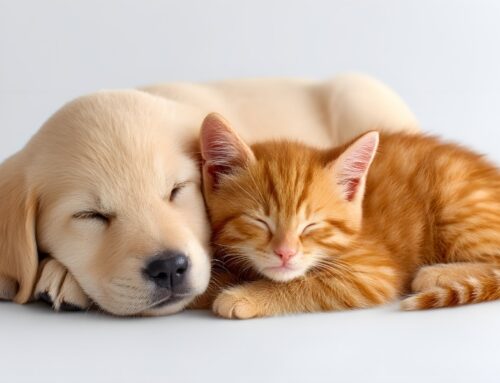 ¿Qué hacer cuando llega tu primera mascota a casa?