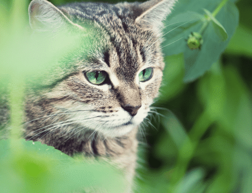 La castración en gatos: ¿moda o necesidad?