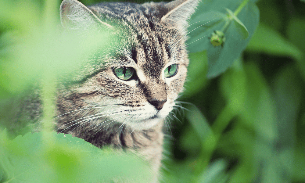 castración en gatos castración en gatos