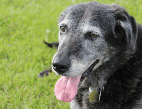 El envejecimiento en mascotas: cómo cuidar de tu perro o gato sénior