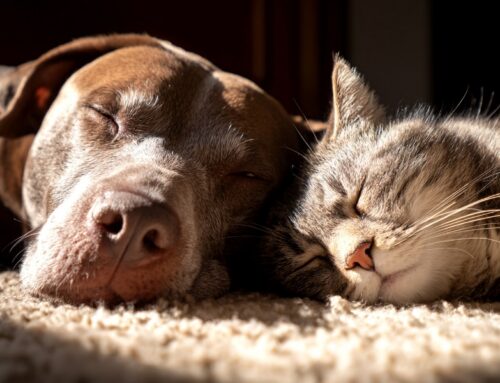 Cómo detectar si tu perro o gato se encuentra mal