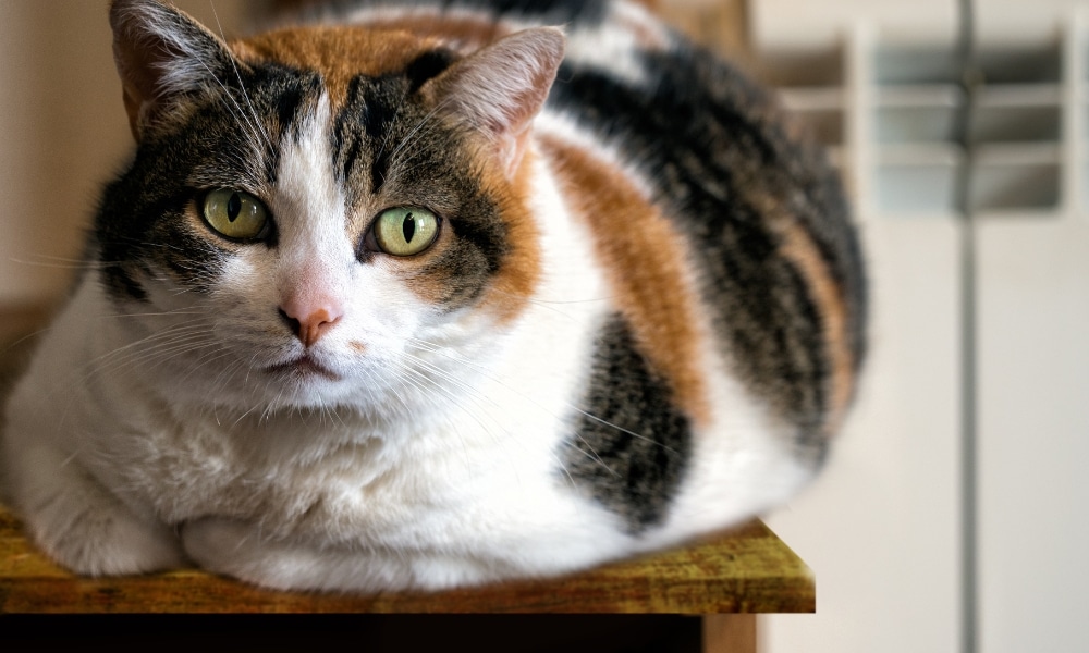 Alimentación y sobrepeso Alimentación y sobrepeso