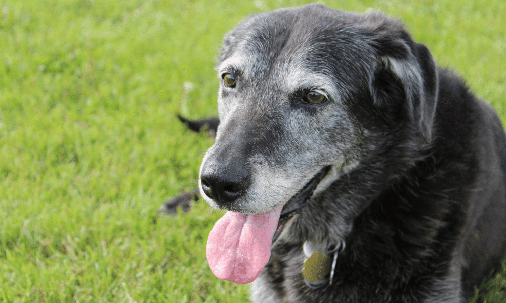 Envejecimiento mascotas