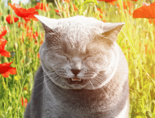 Estornudos en gatos: ¿resfriado o algo más?