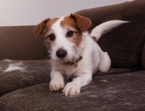 Cómo afecta el frío a perros y gatos: cambio de pelo, cuidados y señales de alerta