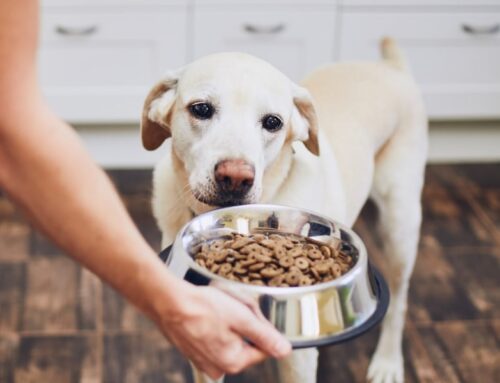 Tu perro ha dejado de comer: ¿qué puedes hacer antes de ir al veterinario?
