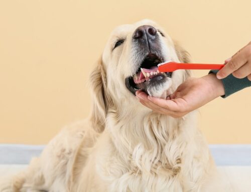 Salud dental: la gran olvidada en el cuidado de perros y gatos