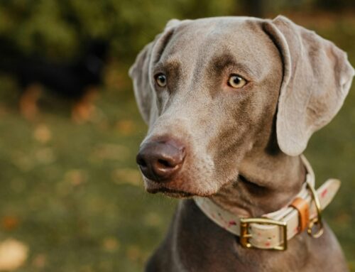 El caso de Lúa: cómo una revisión rutinaria evita un problema de salud