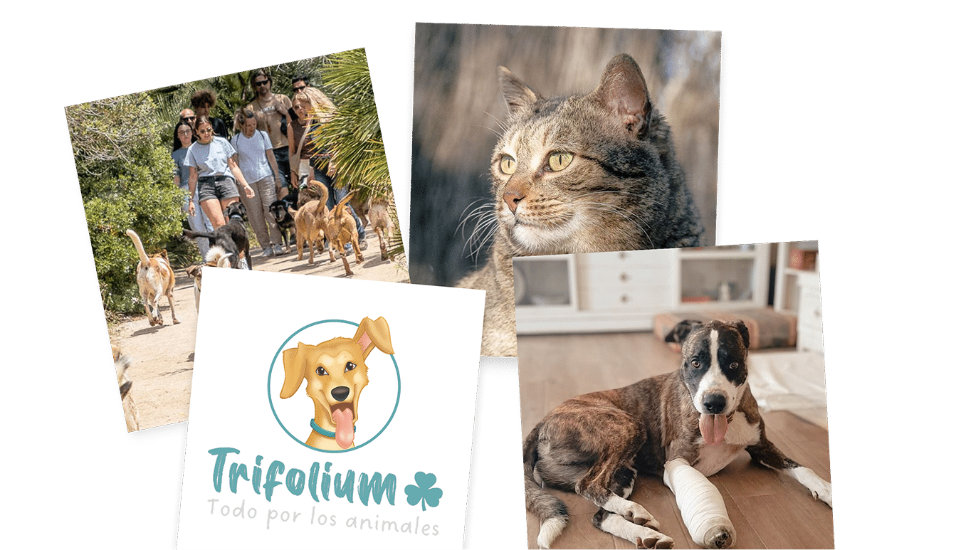 Trifolium Collage de fotos de mascotas de la entidad Trifolium