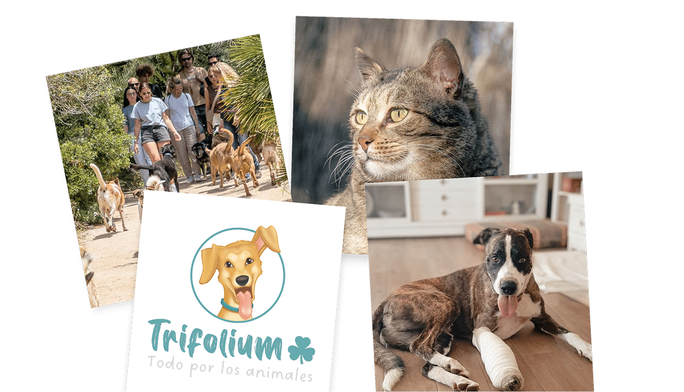 Collage de fotos de mascotas de la entidad Trifolium