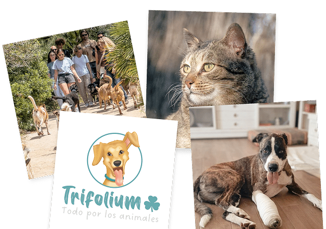 Trifolium Collage de fotos de mascotas de la entidad Trifolium