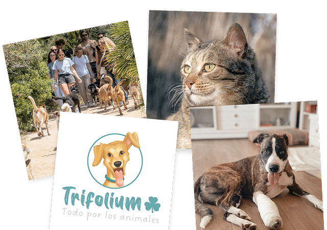 Collage de fotos de mascotas de la entidad Trifolium